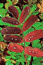 Mountain Ash & Dew Drops